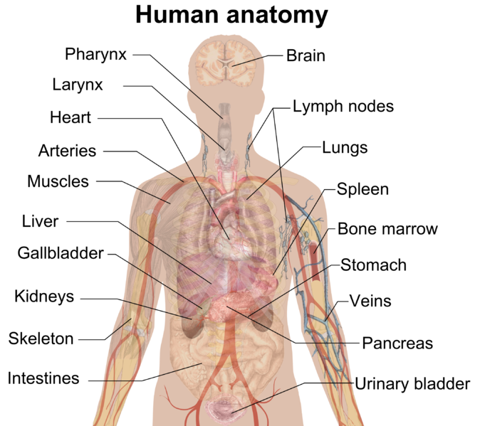 Anatomy of the Stomach Quiz