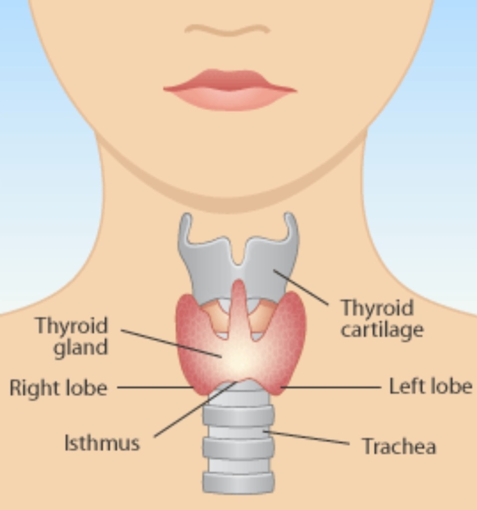 Thyroid Gland Image