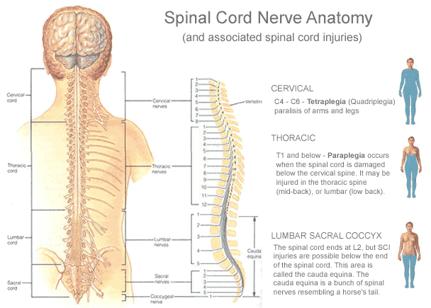 Anatomy For First Aiders The Spinal Cord First Aid For Free