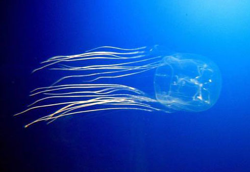 a box jellyfish