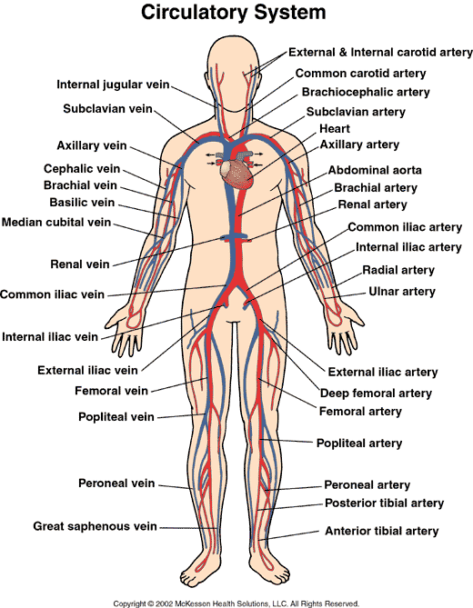 Major Blood Vessel Chart - 6 2 The Transport System Bioninja