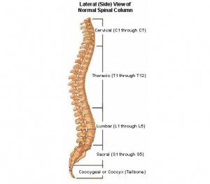 Spinal anatomy