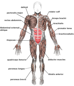 Muscular system