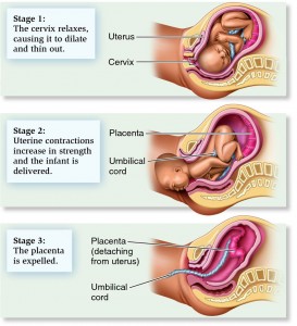 Three stages of labour