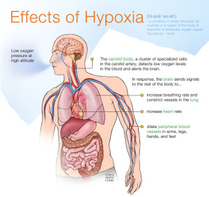 Effects of Hypoxia