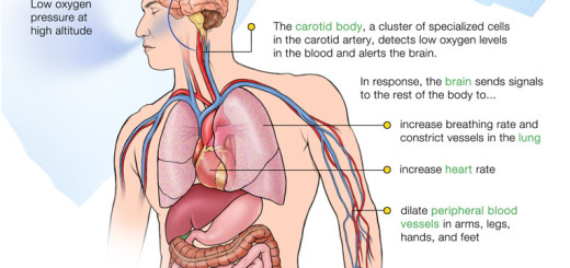 travel first aid manual