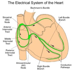 Electrical system of the heart