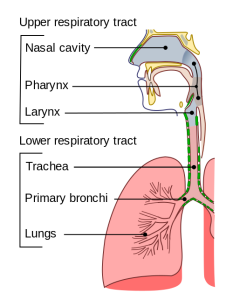 Respiratory System