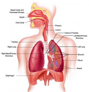 respiratory-system