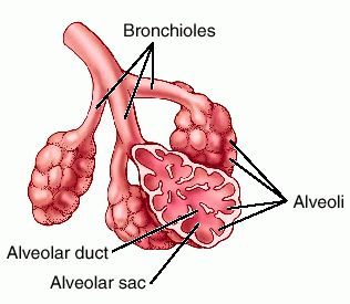 Intact Alveoli Pulmonary Alveolar Proteinosis | New England Journal Of