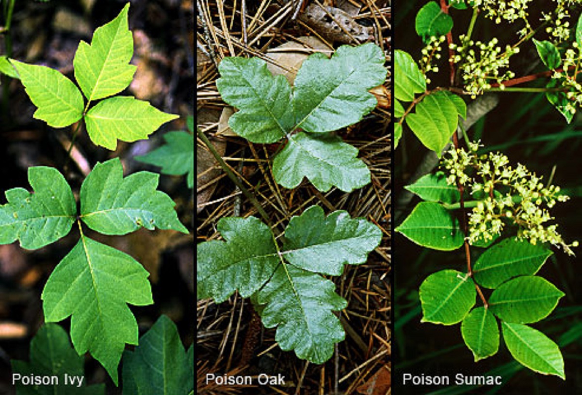 Kids Poison Ivy Prevention