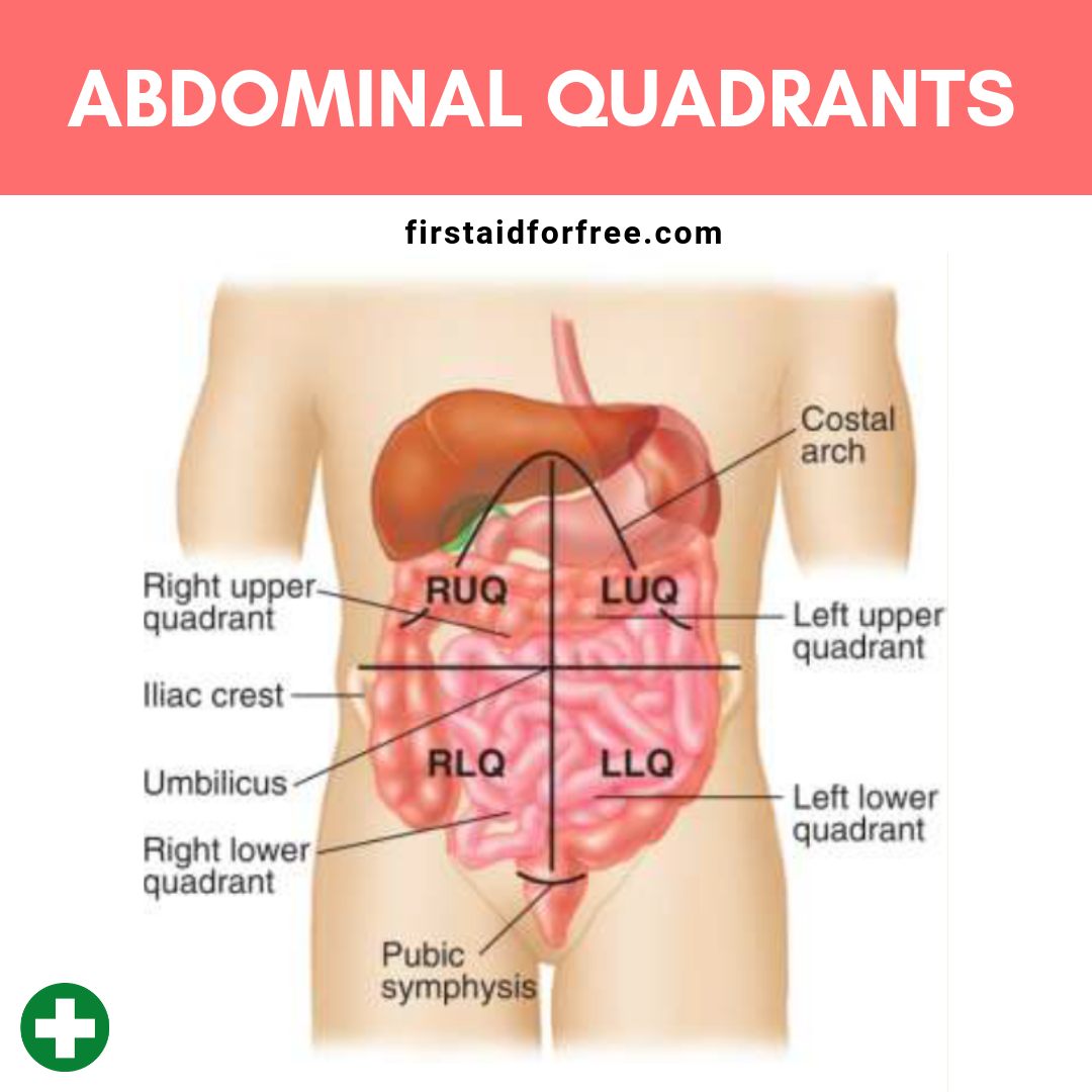 4 abdominal quadrants