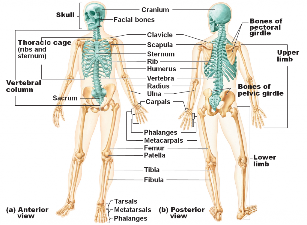 essay about skeletal system