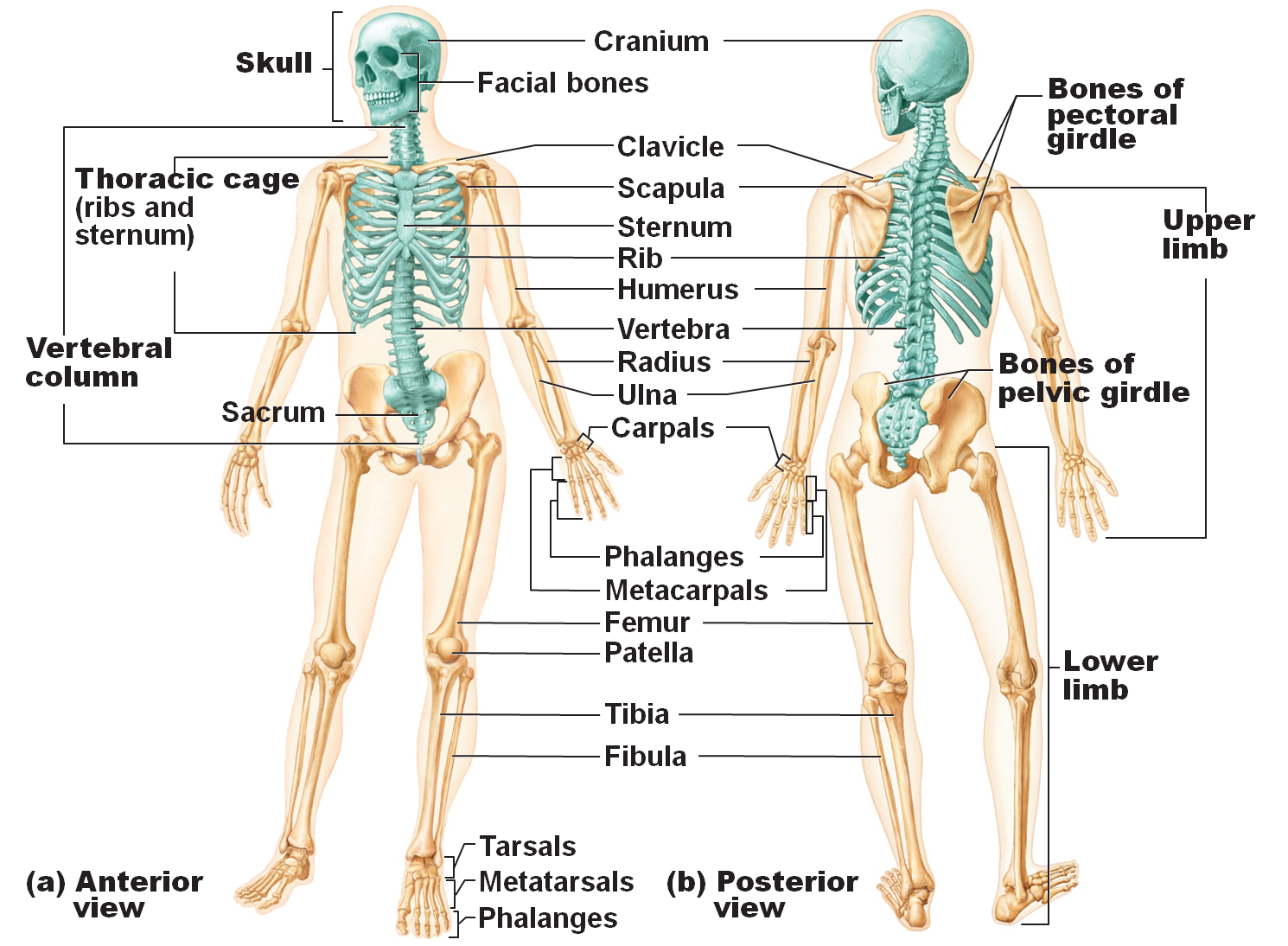 what-are-the-functions-of-the-skeletal-system-first-aid-for-free