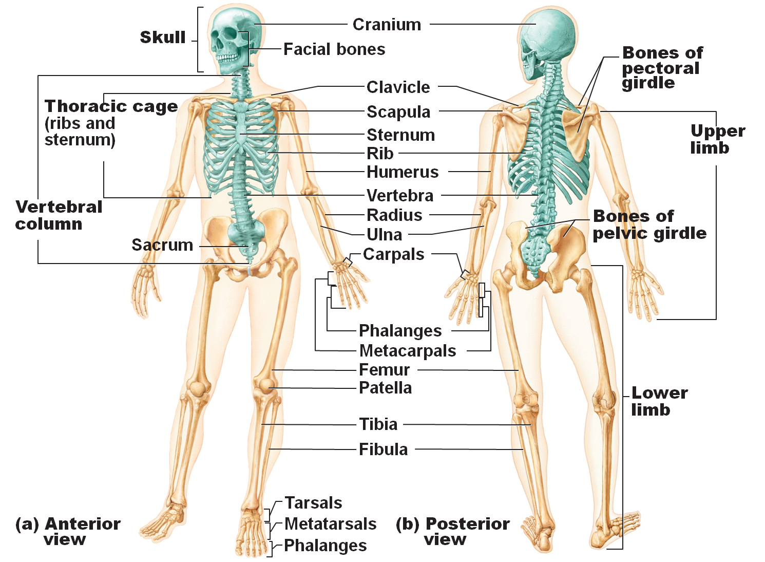 essay on skeletal system in english