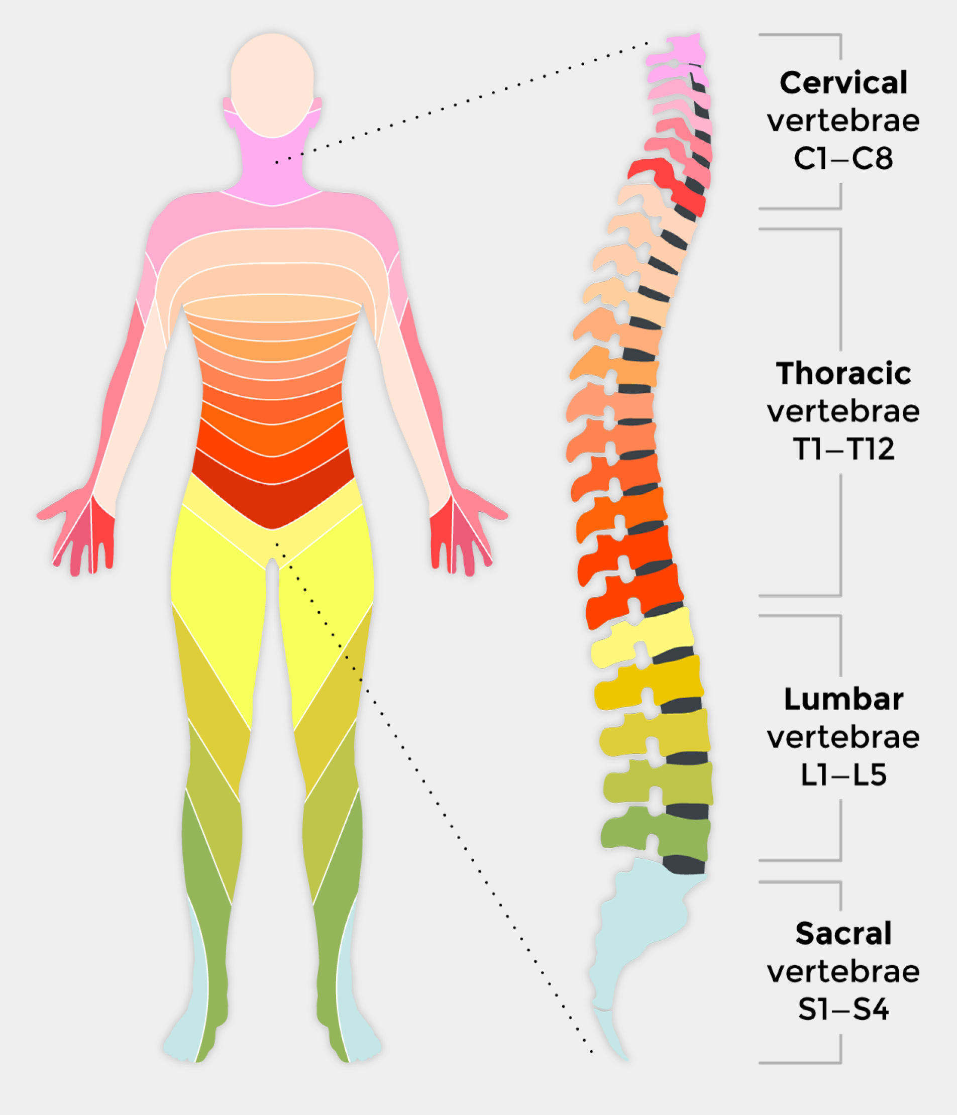 Spinal Cord Injury Levels And Function Chart