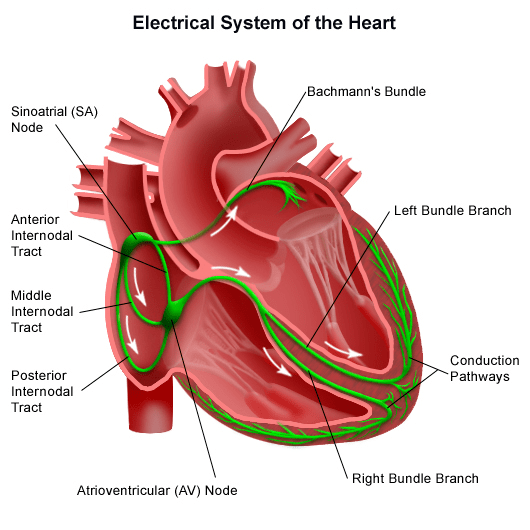 How the Heart Starts Beating