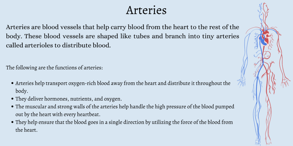 What are Arteries?