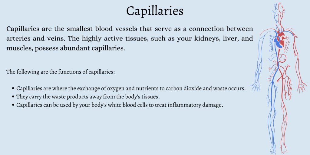 What are Capillaries?