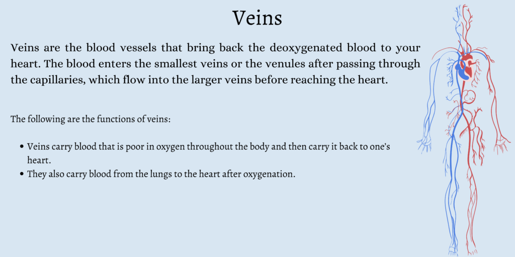 What are Veins?