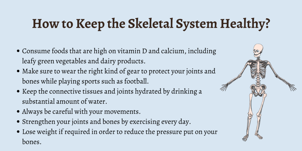 How to Keep the Skeletal System Healthy