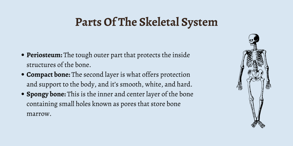 Parts Of The Skeletal System