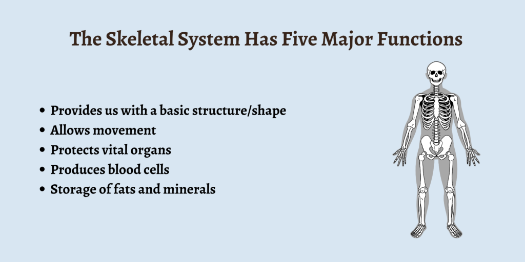 The Skeletal System Has Five Major Functions