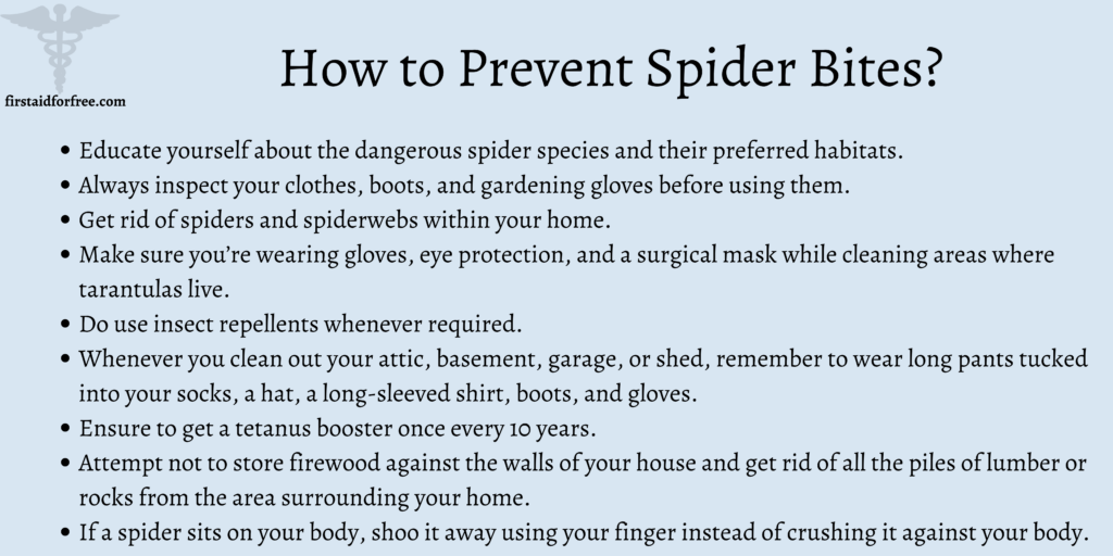 How to Prevent Spider Bites